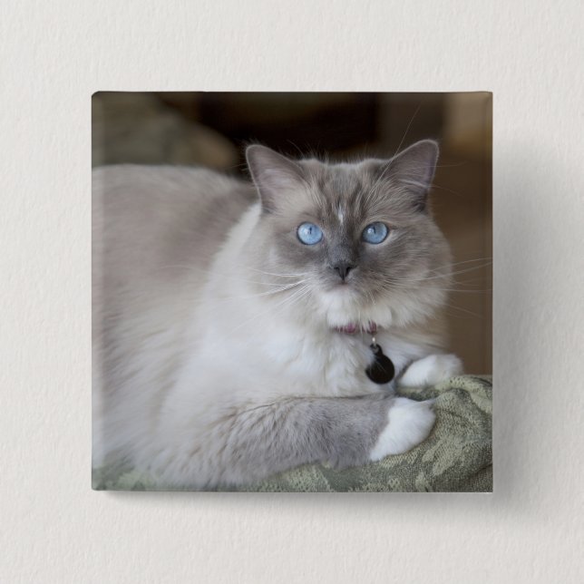 Weibliche Ragdoll-Katze Button (Vorderseite)