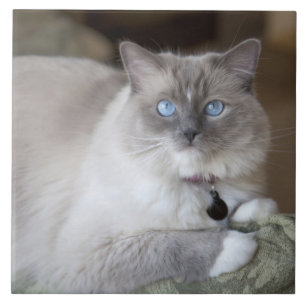 Weibliche Ragdoll-Katze Fliese