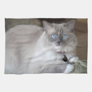 Weibliche Ragdoll-Katze Geschirrtuch