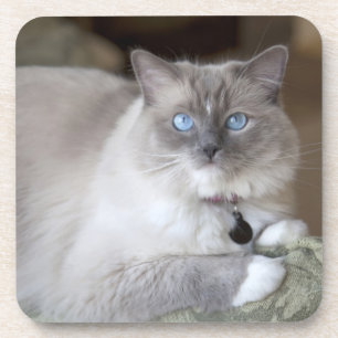 Weibliche Ragdoll-Katze Getränkeuntersetzer