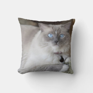 Weibliche Ragdoll-Katze Kissen