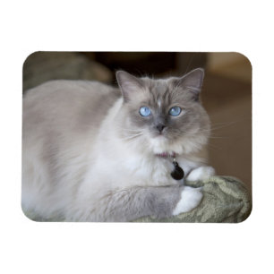 Weibliche Ragdoll-Katze Magnet