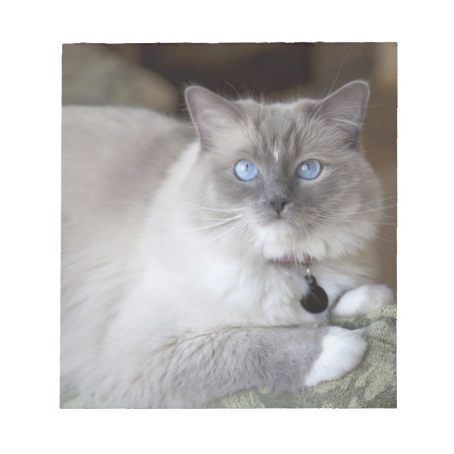 Weibliche Ragdoll-Katze Notizblock (Vorderseite)