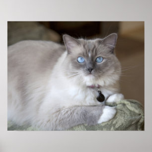 Weibliche Ragdoll-Katze Poster