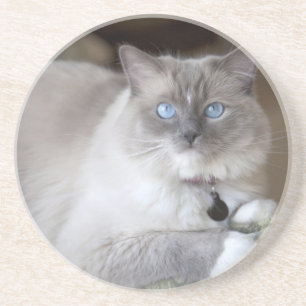 Weibliche Ragdoll-Katze Sandstein Untersetzer