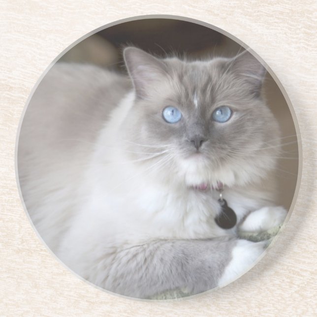Weibliche Ragdoll-Katze Sandstein Untersetzer (Vorne)