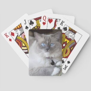 Weibliche Ragdoll-Katze Spielkarten