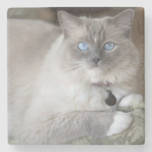 Weibliche Ragdoll-Katze Steinuntersetzer
