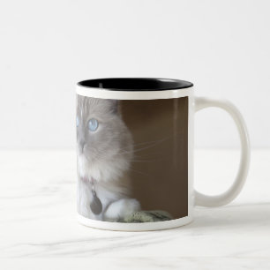 Weibliche Ragdoll-Katze Zweifarbige Tasse