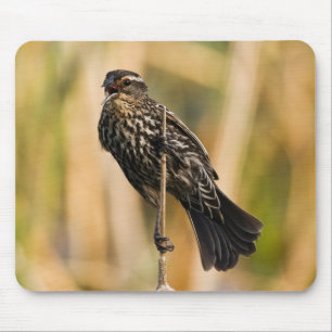 Weibliche rotgeflügelte Amsel Mousepad