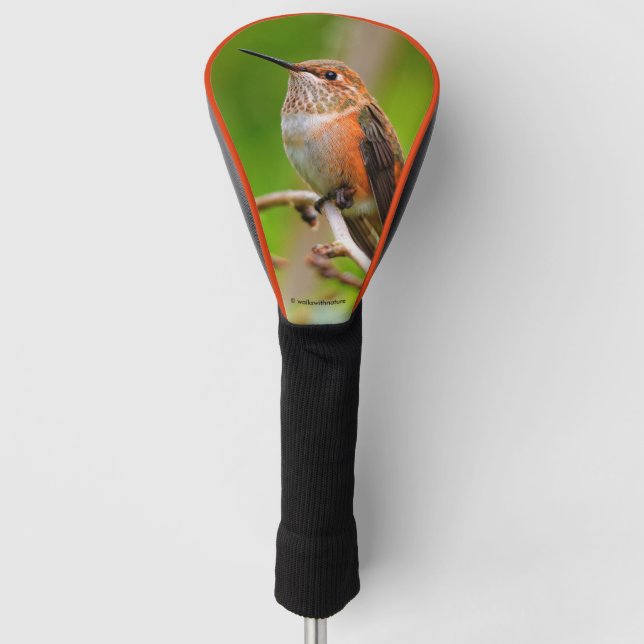 Weibliche Rufous Hummingbird auf dem Pflaumenbaum Golf Headcover (Vorderseite)