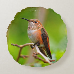 Weibliche Rufous Hummingbird auf dem Pflaumenbaum Rundes Kissen
