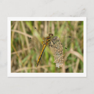 Weibliche schwarze Darter Dragonfly Postkarte