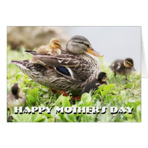 Weibliche Stockente umgeben durch Entlein