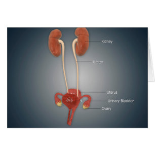 Weibliche Uterus mit Ovarien, Nieren und Blase