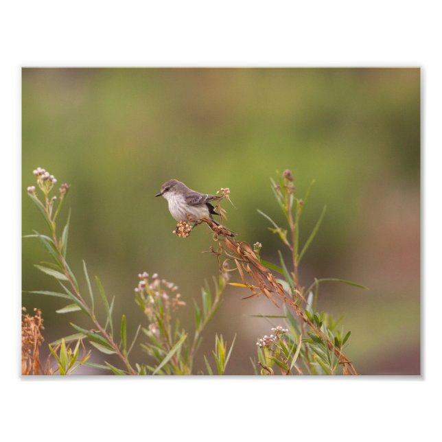 Weibliche Vermilion Flycatcher Fotodruck (Vorne)