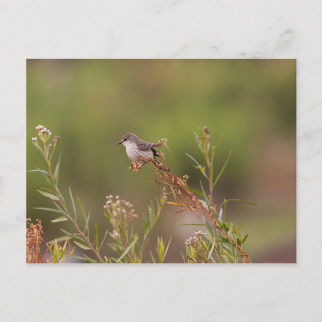 Weibliche Vermilion Flycatcher Postkarte (Vorderseite)