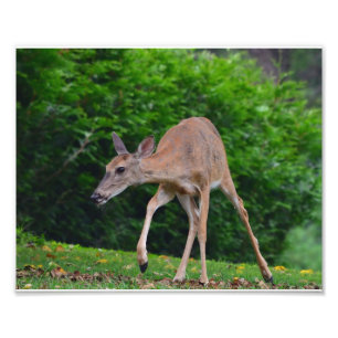 Weibliche Whitetail Deer Fotodruck
