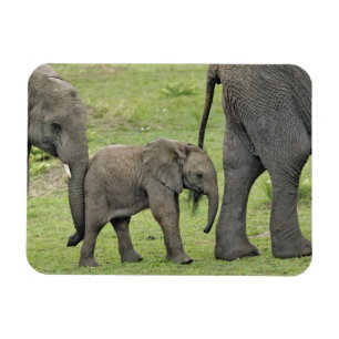 Weiblicher Afrikanischer Elefant mit Baby Magnet