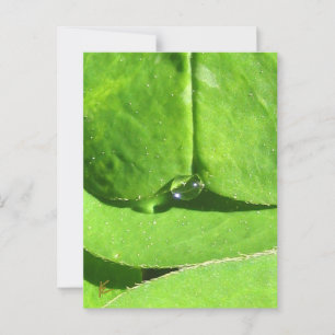 Weiblicher Bauch, Grüne Wolkengöttin Postkarte