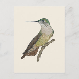 Weiblicher Calliope-Kolibri Postkarte