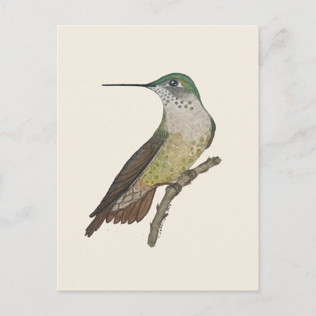 Weiblicher Calliope-Kolibri Postkarte (Vorderseite)