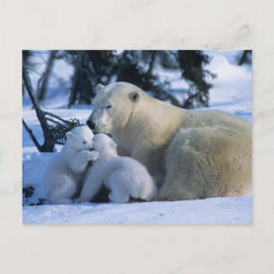 Weiblicher Eisbär liegt mit 2 Jungen Postkarte