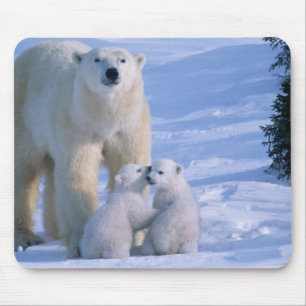 Weiblicher Eisbär steht mit 2 Jungen Mousepad