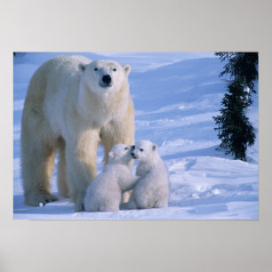 Weiblicher Eisbär steht mit 2 Jungen Poster