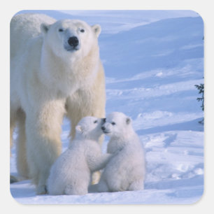 Weiblicher Eisbär steht mit 2 Jungen Quadratischer Aufkleber
