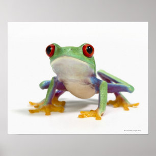 Weiblicher Frosch 2 Poster