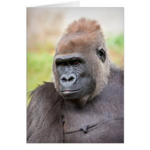 Weiblicher Gorilla