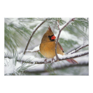 Weiblicher Kardinal im schneebedeckten Kiefernbaum Fotodruck
