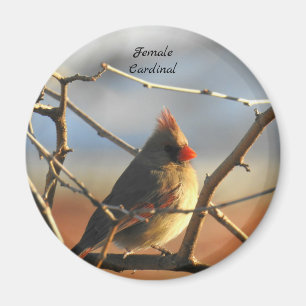 Weiblicher Kardinal Magnet