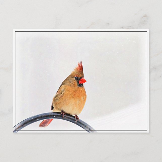 Weiblicher Kardinal Postkarte (Vorderseite)