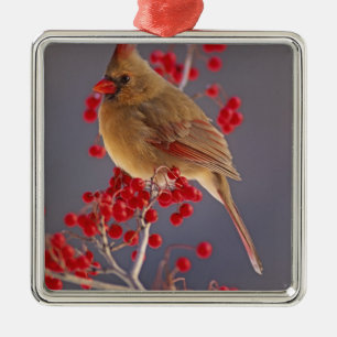 Weiblicher Kardinal unter Weißdorn Silbernes Ornament