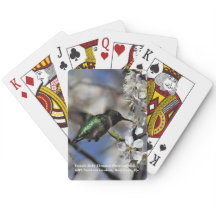 Weiblicher karminroter Throated Kolibri