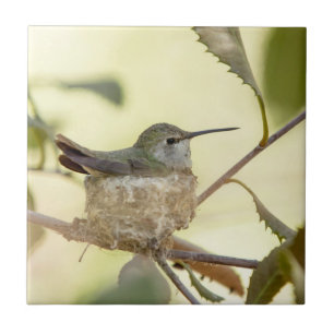 Weiblicher Kolibri auf seinem Nest Fliese