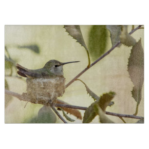 Weiblicher Kolibri auf seinem Nest Schneidebrett