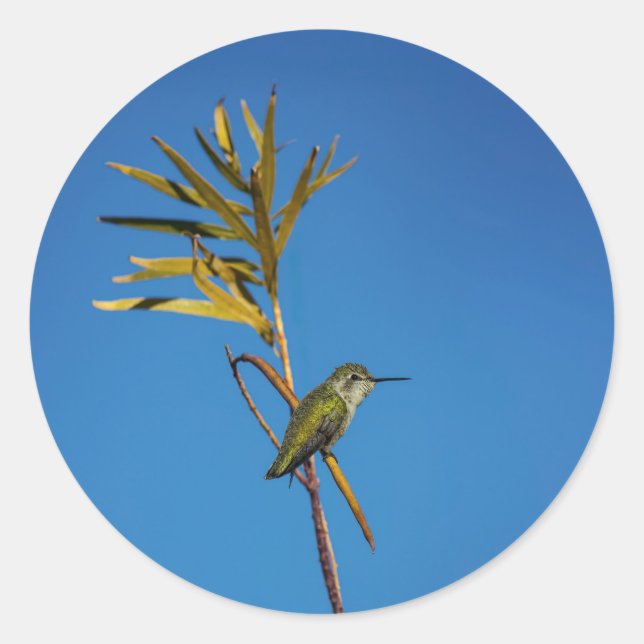 Weiblicher Kolibri  Runder Aufkleber (Vorderseite)