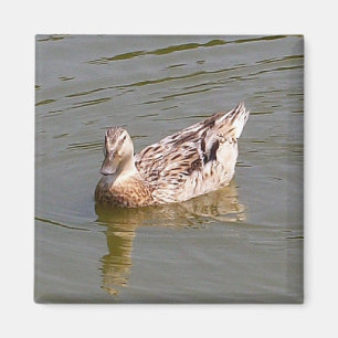 Weiblicher Magnet der Stockenten-Enten-3
