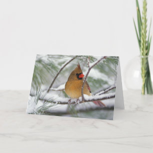 Weiblicher NordKardinal im schneebedeckten Karte