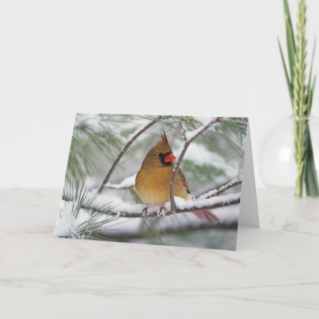 Weiblicher NordKardinal im schneebedeckten Karte (Vorderseite)