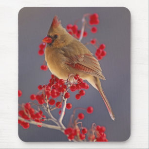 Weiblicher nördlicher Kardinal zwischen Havthorn Mousepad