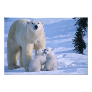 Weiblicher Polar-Bär Stehend mit 2 Cubs Fotodruck