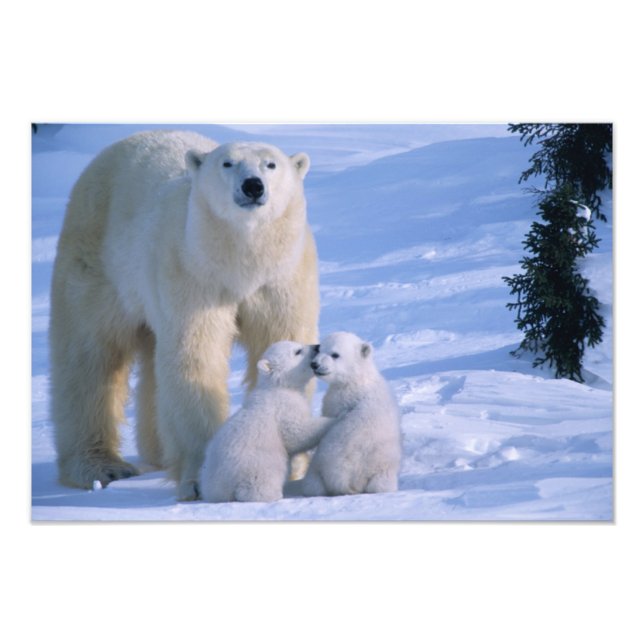 Weiblicher Polar-Bär Stehend mit 2 Cubs Fotodruck (Vorne)