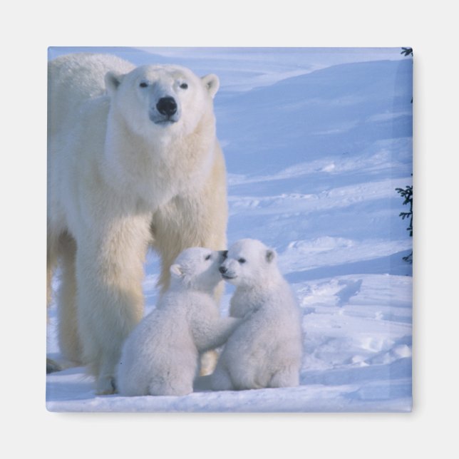 Weiblicher Polar-Bär Stehend mit 2 Cubs Magnet (Vorne)