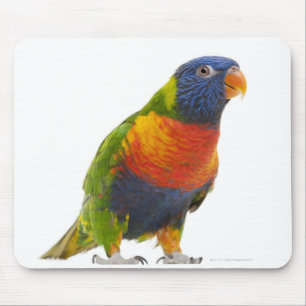 Weiblicher Regenbogen Lorikeet - Trichoglossus Mousepad