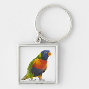 Weiblicher Regenbogen Lorikeet - Trichoglossus Schlüsselanhänger