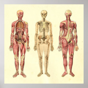 Weibliches Muskel-u. Skelett-Anatomie-Plakat Poster
